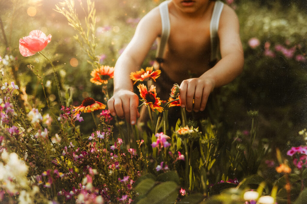 pinellas county flower field photo shoot 